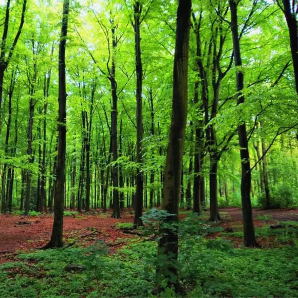 ♻️ Low Waste Eco Friendly Packaging ♻️ - Picture 2 of 3